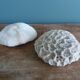 corail champignon Fungia et Mussismilia corail cerveau
