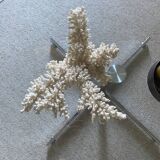 Corail blanc, années 70