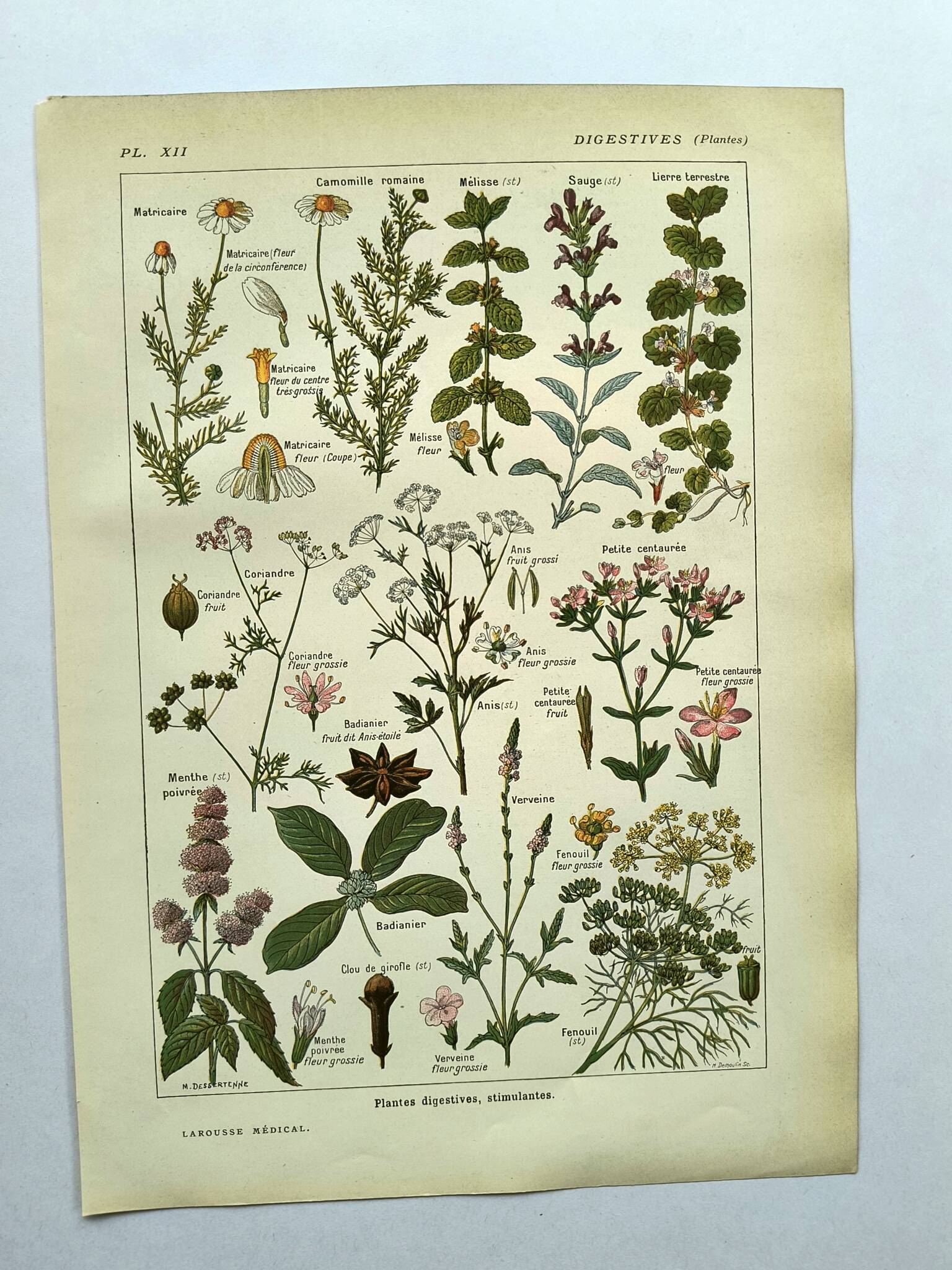 Vintage engraving from 1925 • Digestive plants Old botanical illustration