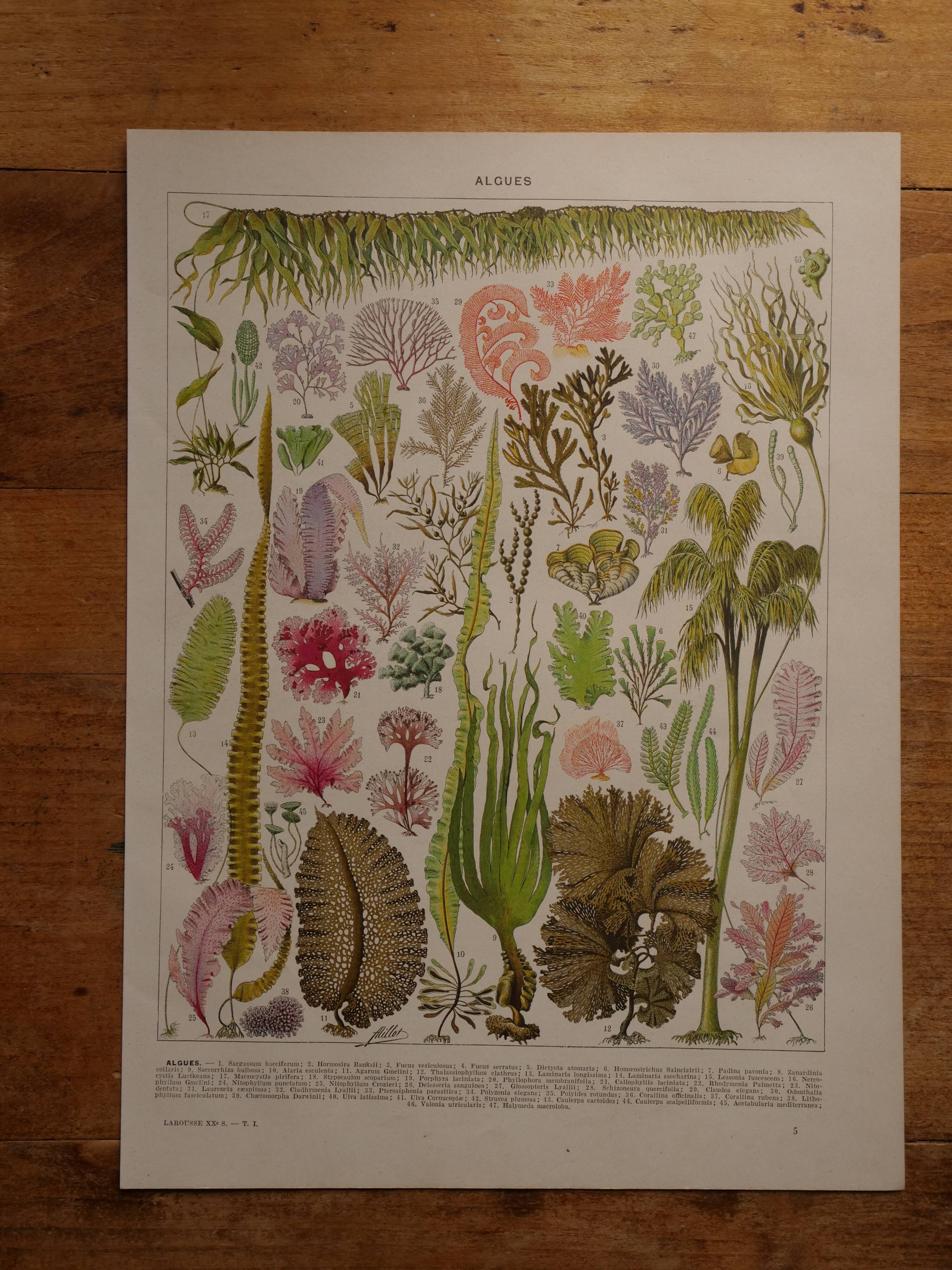 Set of 3 original lithographs on fish, algae and oceanography