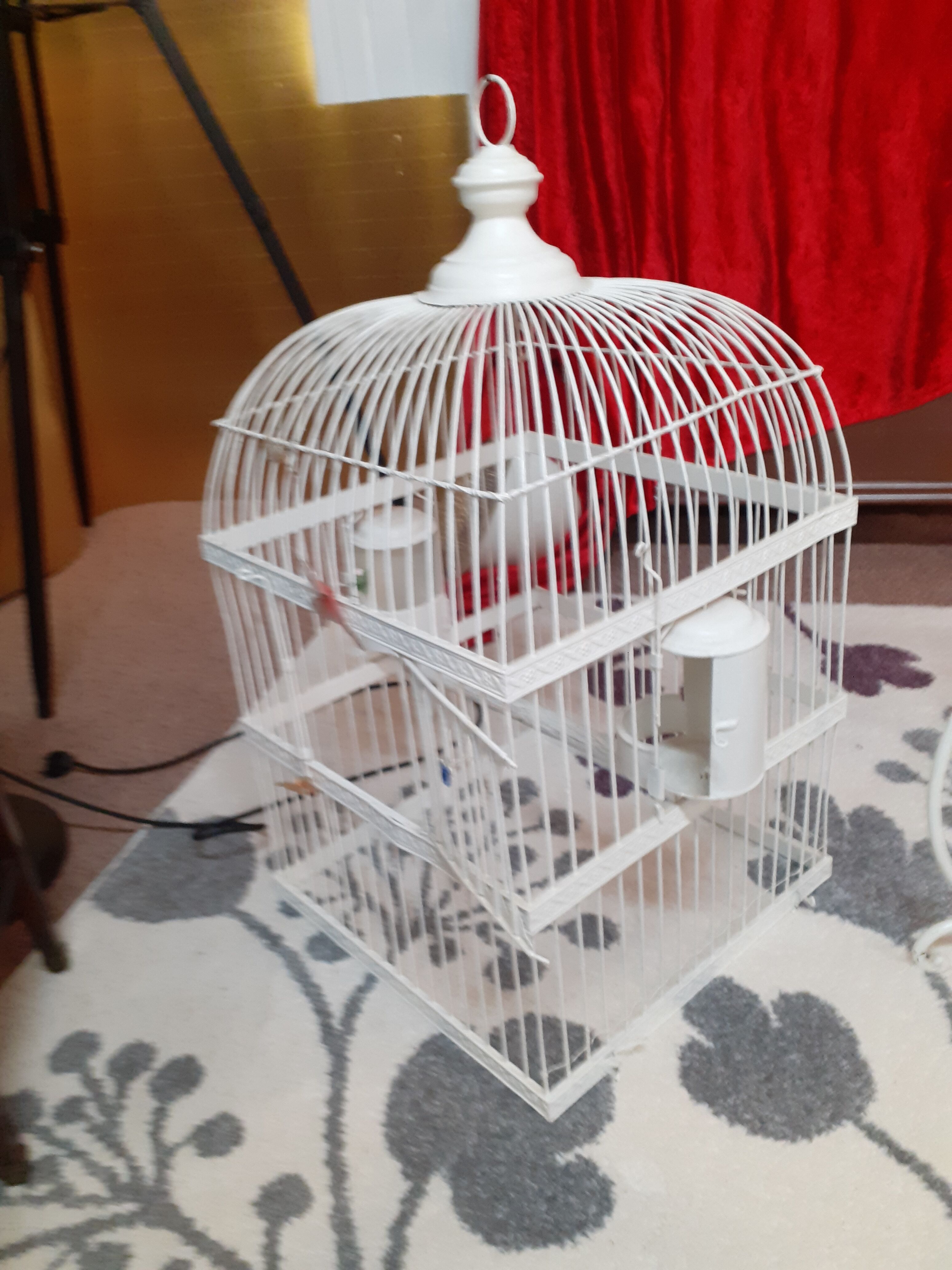 Cage a bird debut XXeme metal on foot