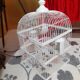 Cage a bird debut XXeme metal on foot