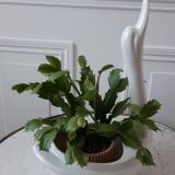 Ceramic swan planter pot cover 50s-60s