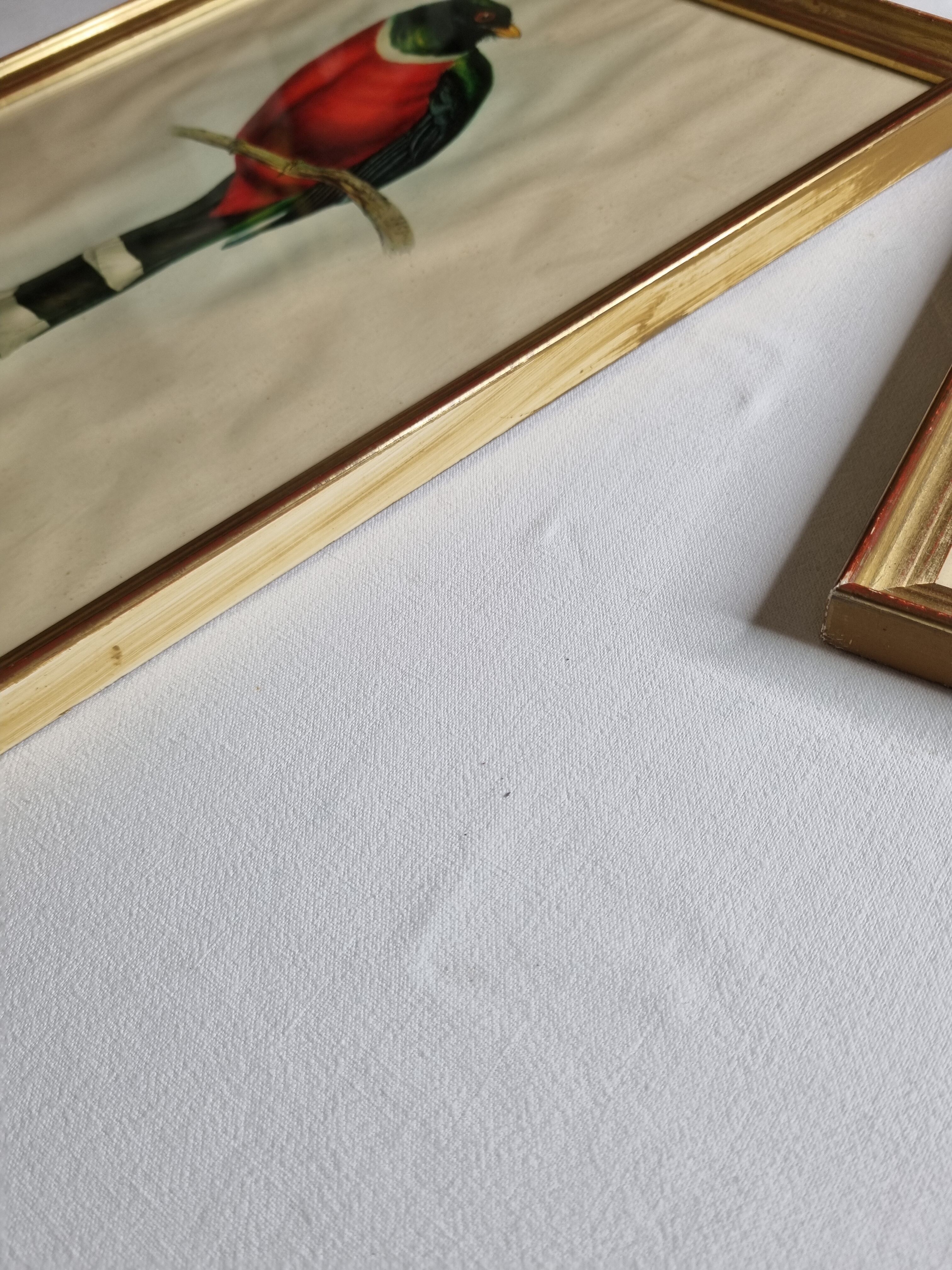 Two orthinological plates framed vintage, after J. & E. Gould (1955)