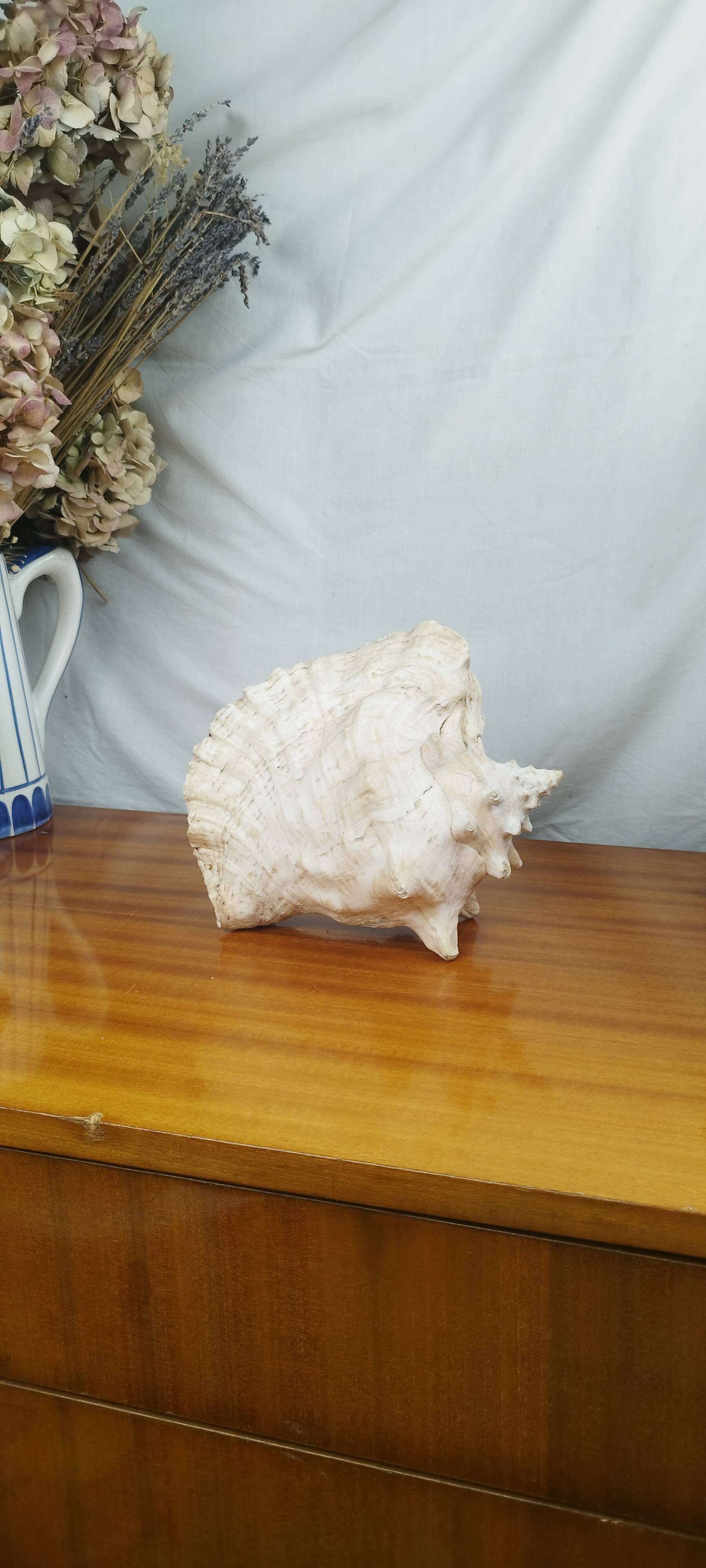 Large Lambi Conch, Marine Curiosity Object, Vintage Seashell