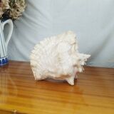 Large Lambi Conch, Marine Curiosity Object, Vintage Seashell