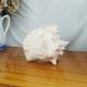 Large Lambi Conch, Marine Curiosity Object, Vintage Seashell