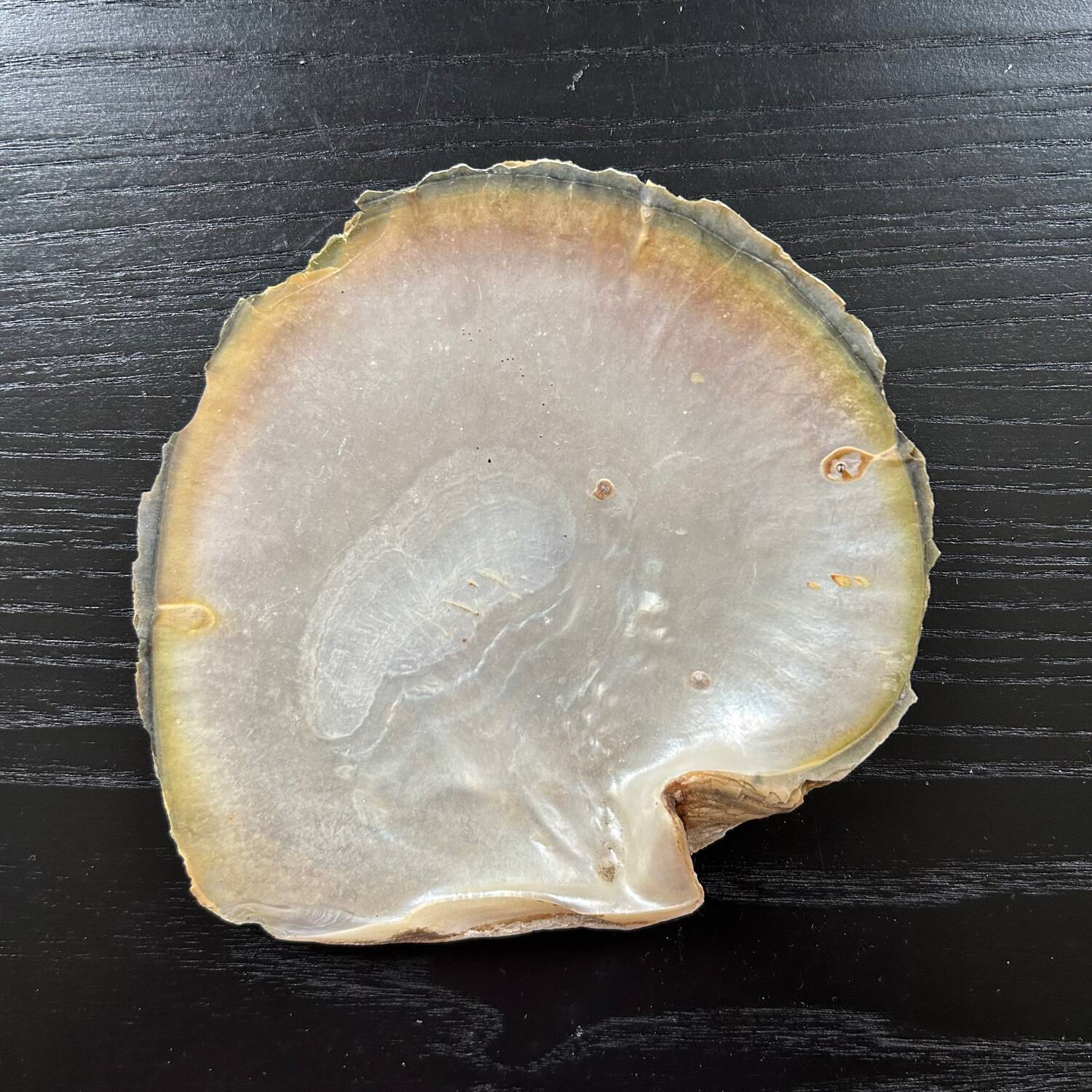 Mother-of-pearl shell pocket