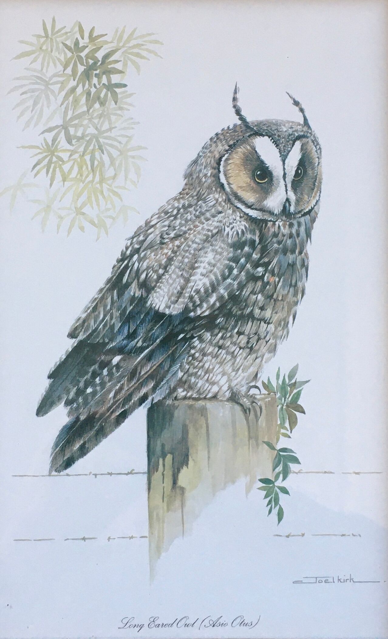Owl ornithological board