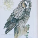 Owl ornithological board
