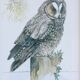 Owl ornithological board