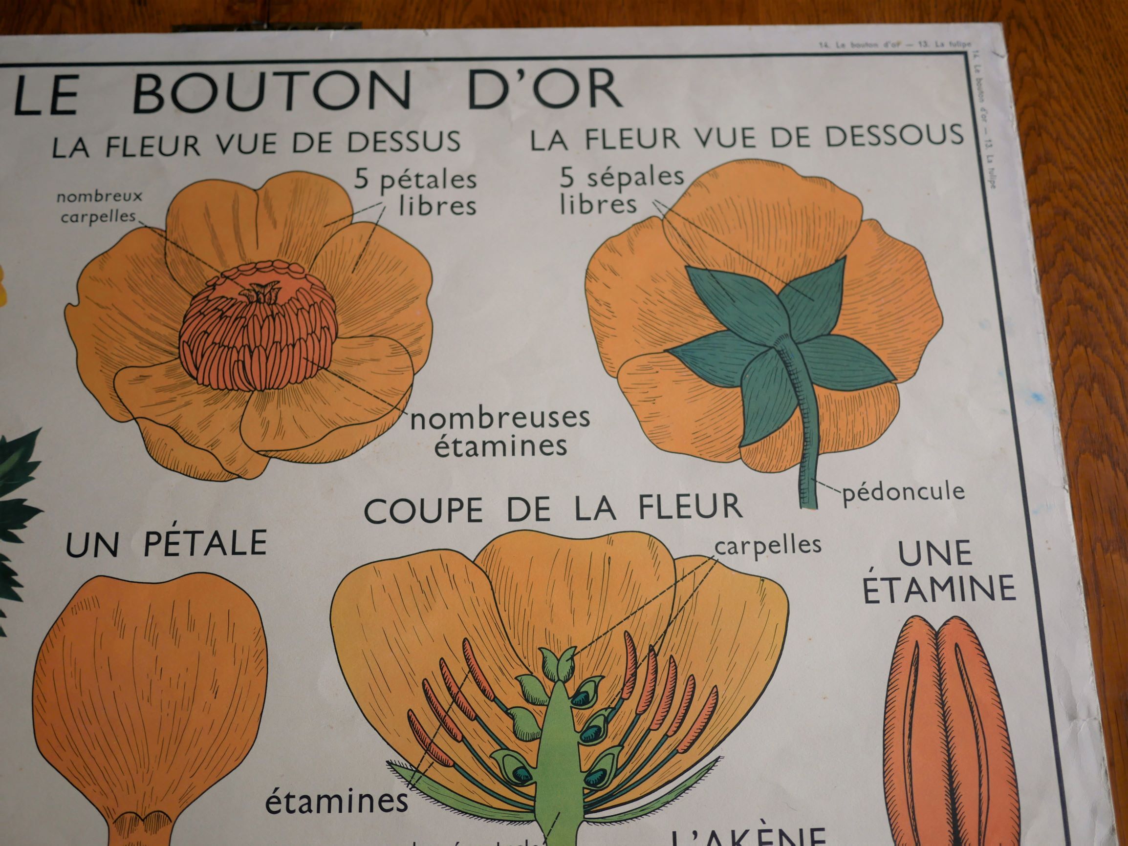 Vintage school botanical poster "La Tulipe" - "The Golden Button"