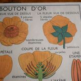 Vintage school botanical poster "La Tulipe" - "The Golden Button"
