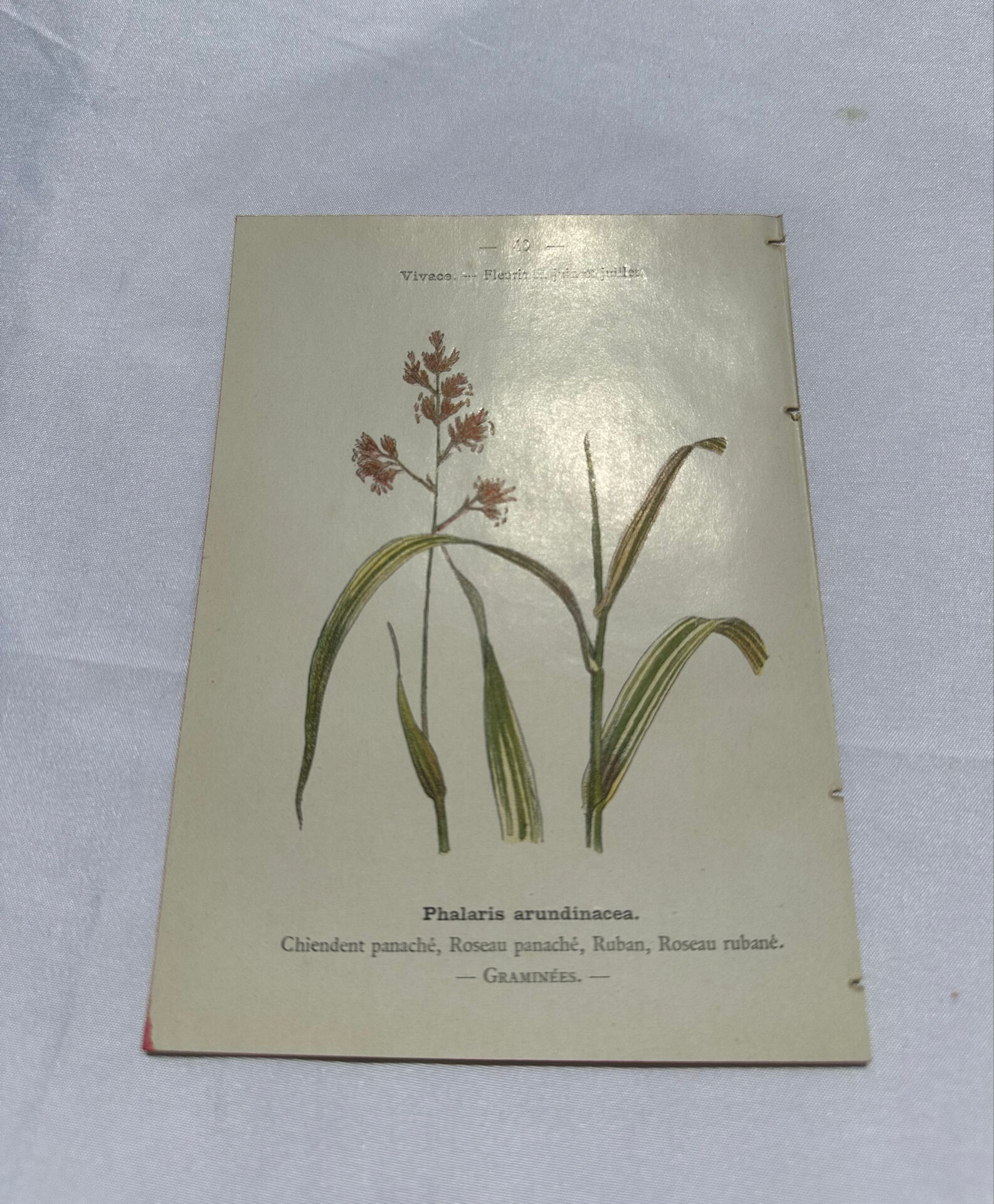Gravure botanique double face planche naturaliste ancienne