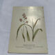 Gravure botanique double face planche naturaliste ancienne