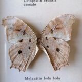 Taxidermy Butterflies