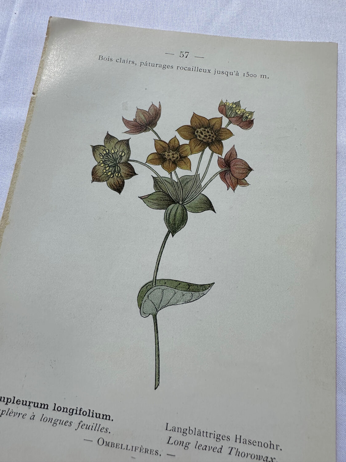 Botanical plate of a French plant from the 18th century, double-sided.