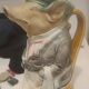 Antique jug "Maître d'hôtel" by Onnaing