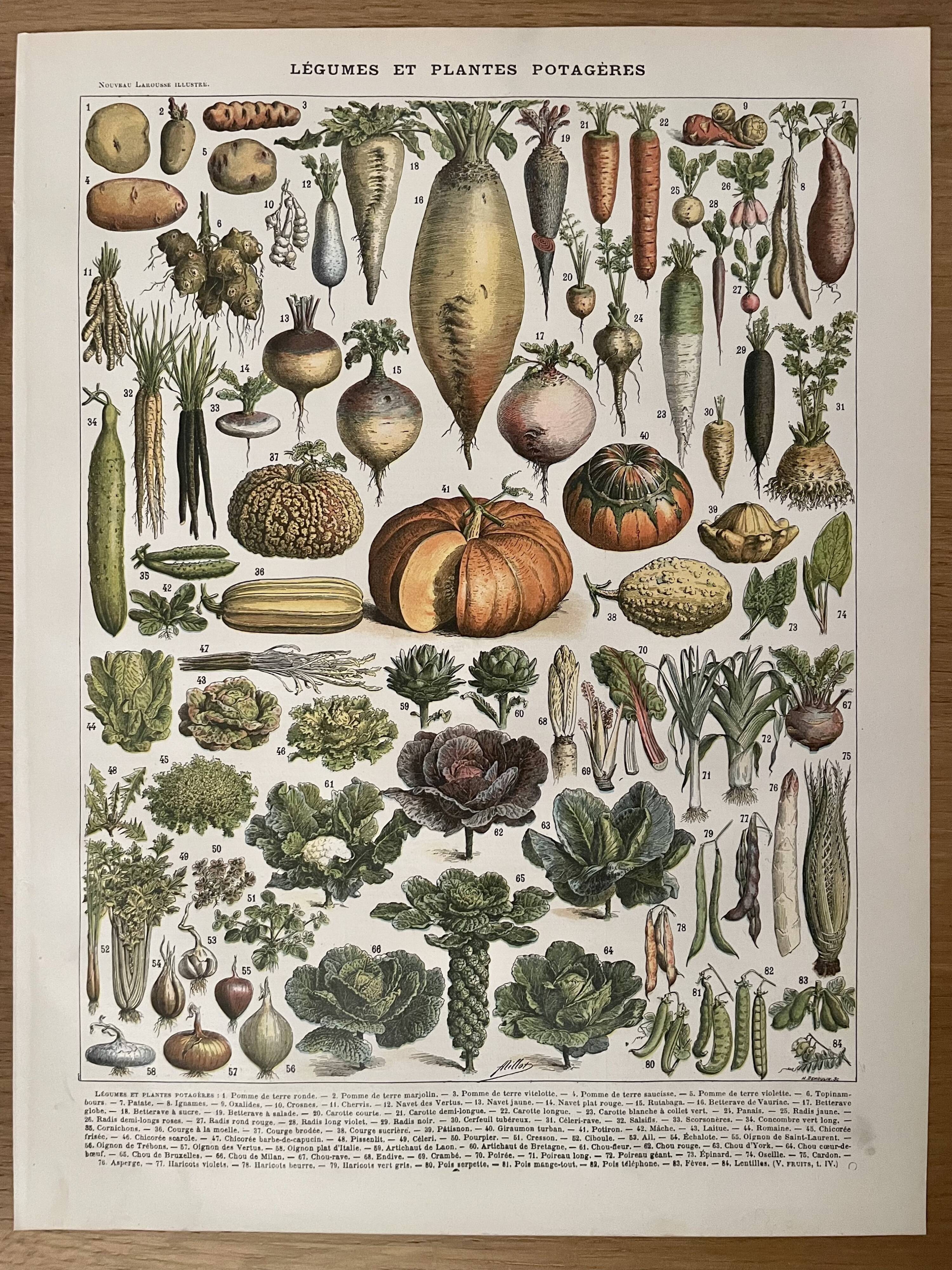 Lithograph on vegetables and vegetables from 1897