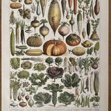 Lithograph on vegetables and vegetables from 1897