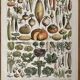 Lithograph on vegetables and vegetables from 1897