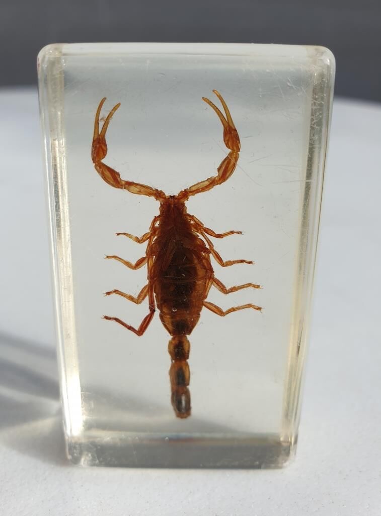 Insect under resin Scorpio "still loving you"