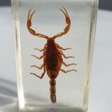 Insect under resin Scorpio "still loving you"