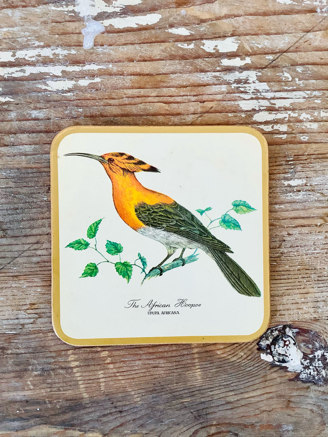 Box of 6 coasters bird motif