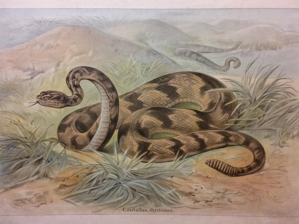 Affiche scolaire d'histoire naturelle