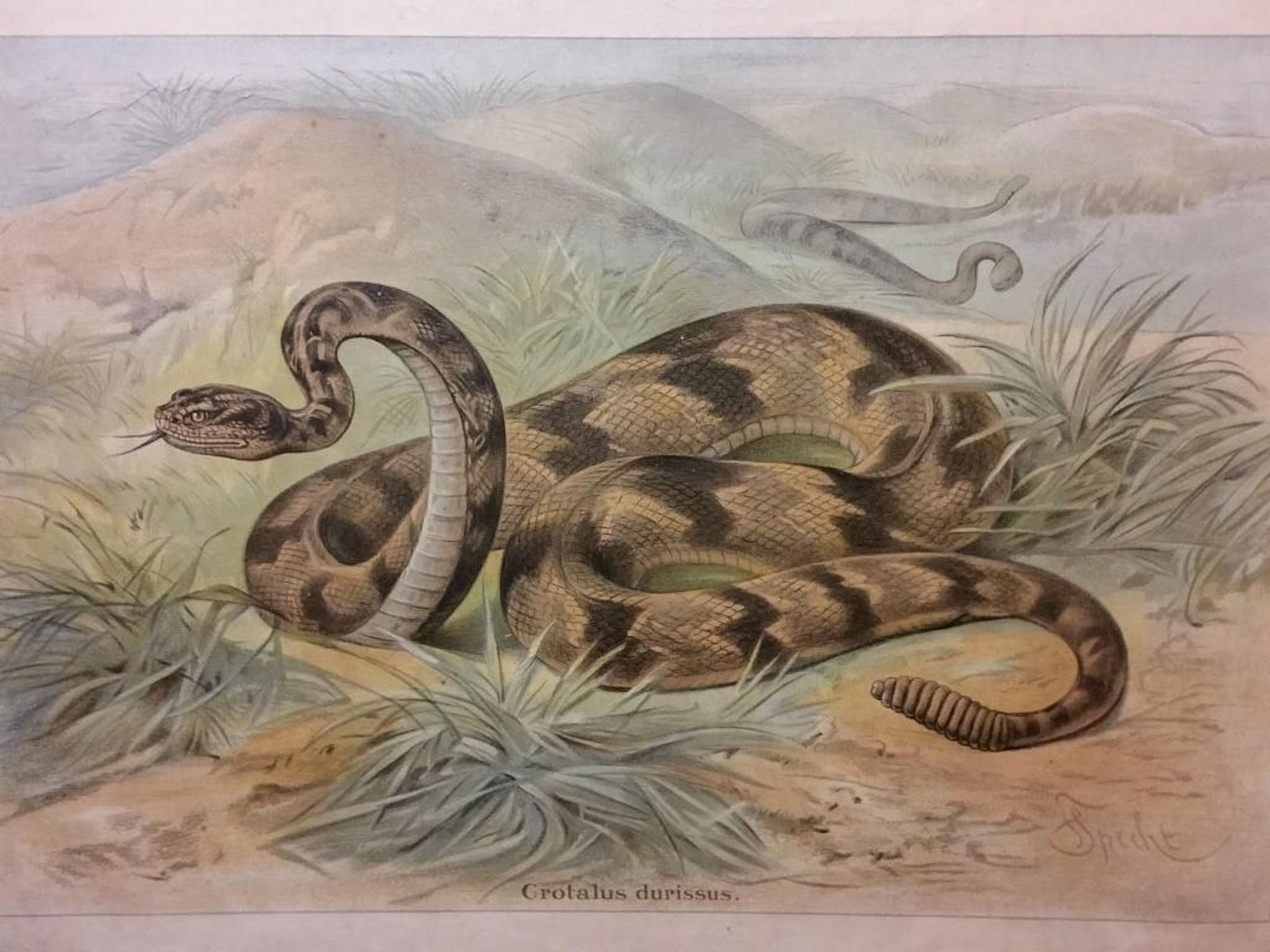 Affiche scolaire d'histoire naturelle