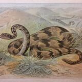 School poster of natural history