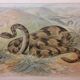 Affiche scolaire d'histoire naturelle