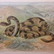Affiche scolaire d'histoire naturelle