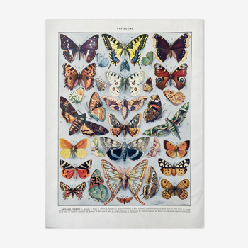 Illustration Millot "Papillons"