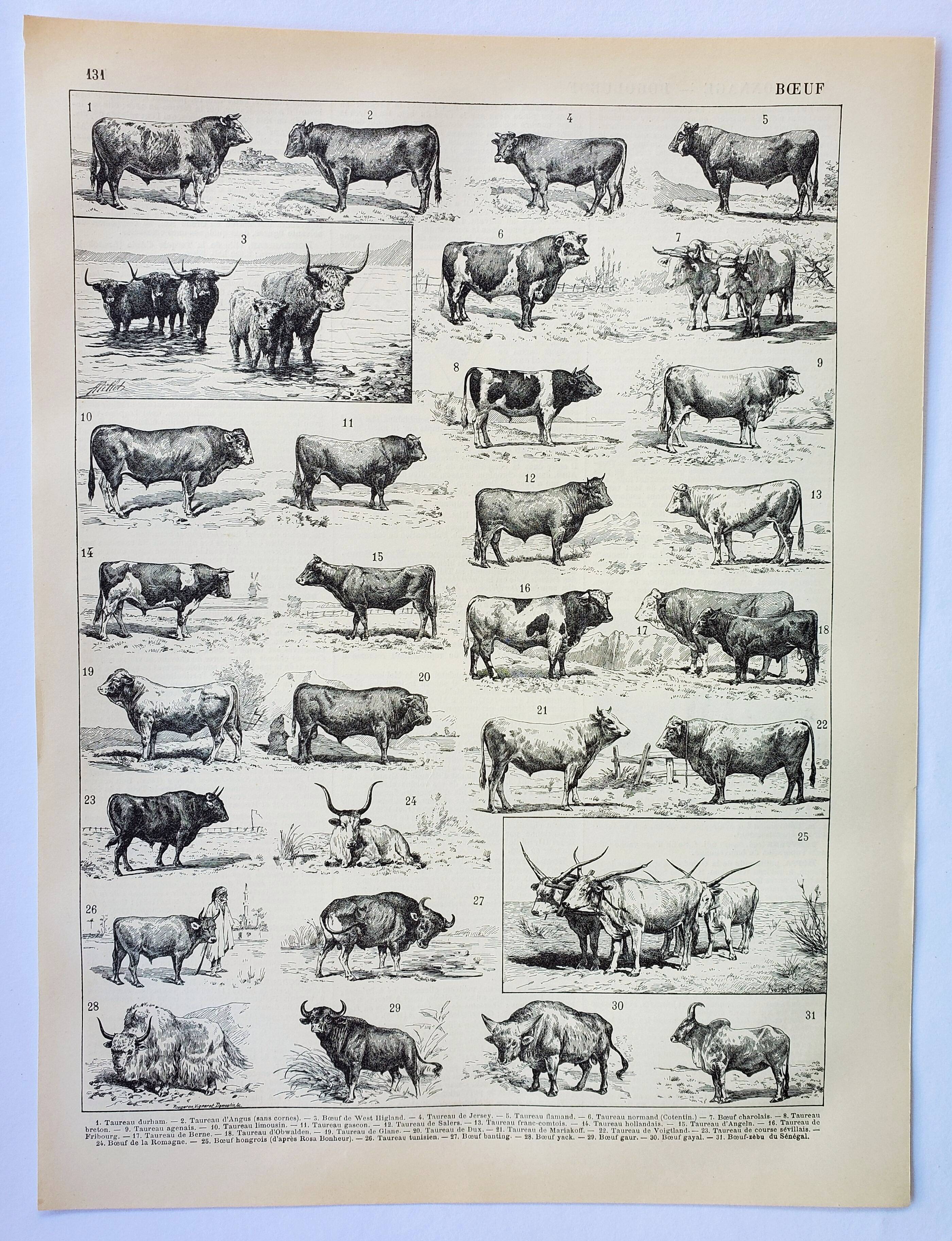 Old engraving 1898, Ox, cow, bull, calf • Lithograph, Original plate