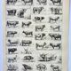 Old engraving 1898, Ox, cow, bull, calf • Lithograph, Original plate