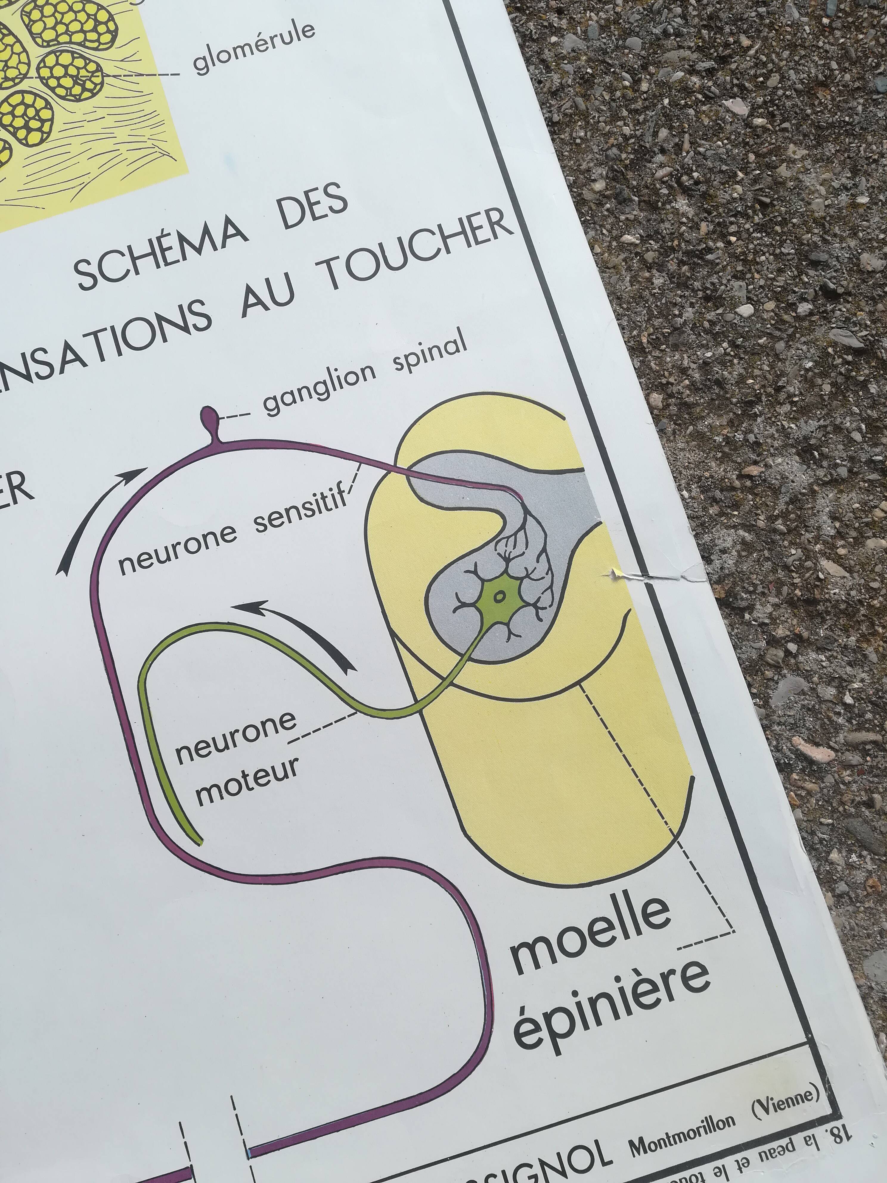 Rossignol school poster N18 the skin and touch / N17 the sympathetic system