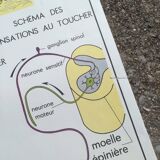 Rossignol school poster N18 the skin and touch / N17 the sympathetic system