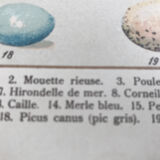 Bird eggs educational board