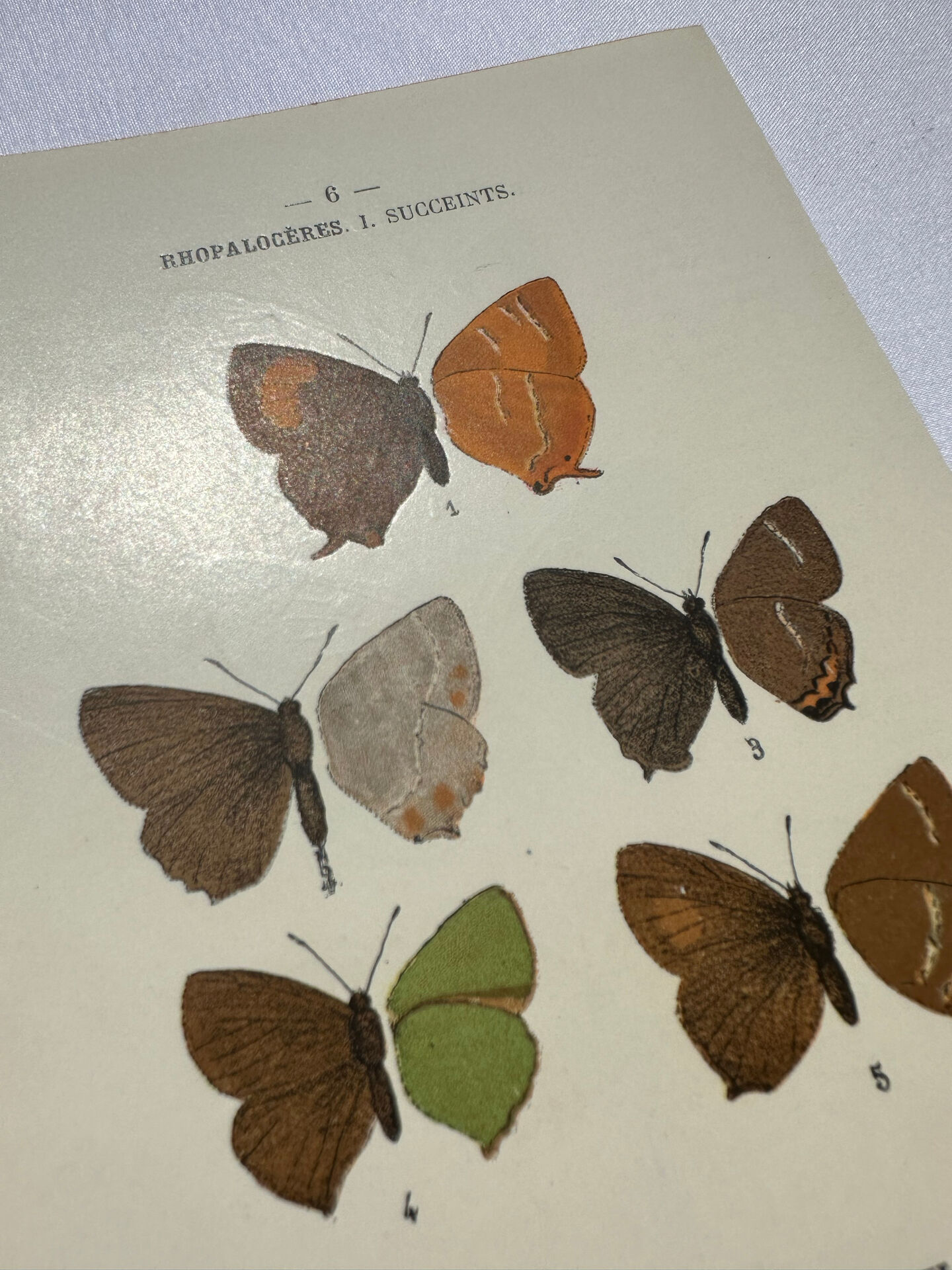 Naturalist plate engraving butterfly 19th century