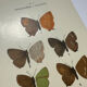 Naturalist plate engraving butterfly 19th century