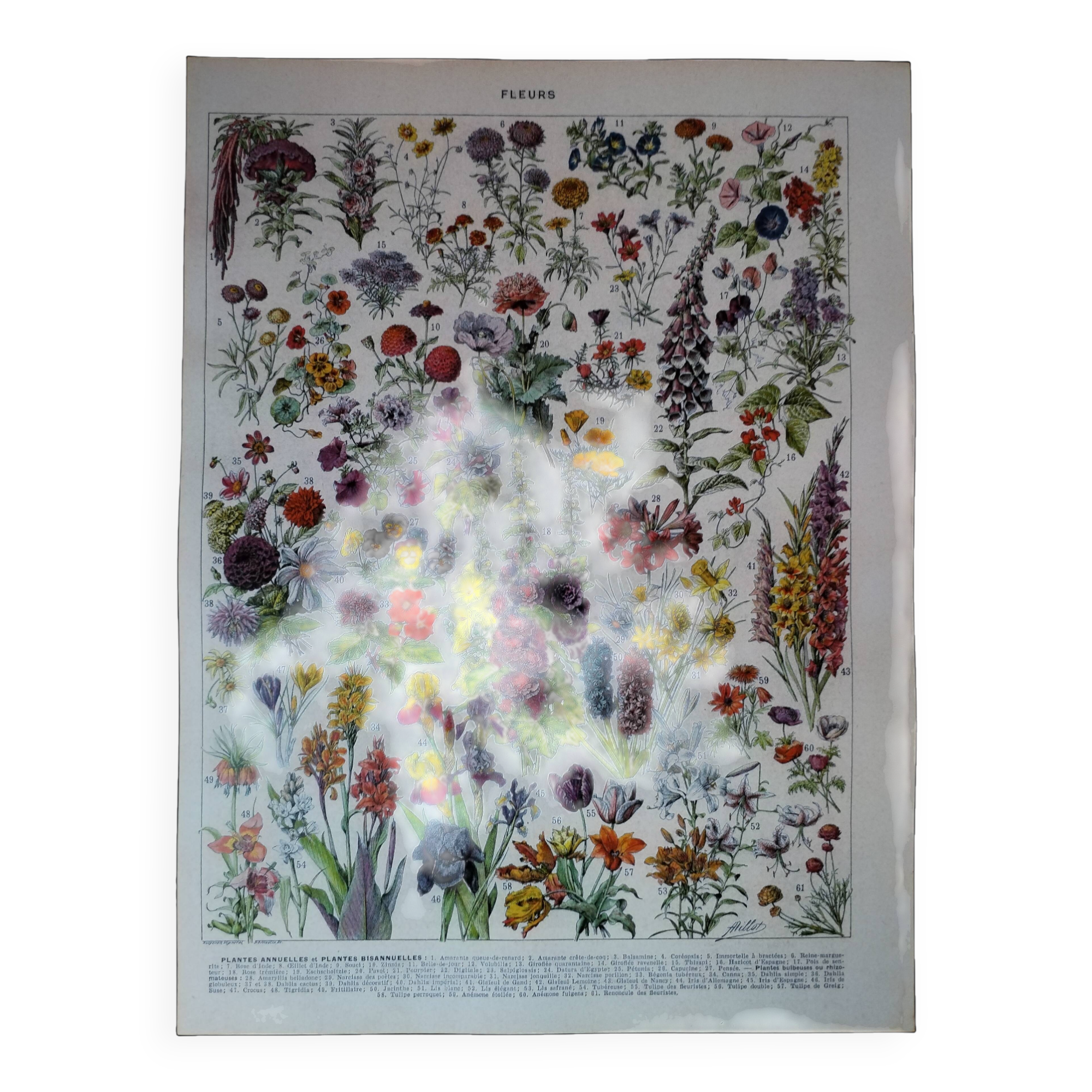 Original lithograph on flowers