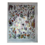 Original lithograph on flowers