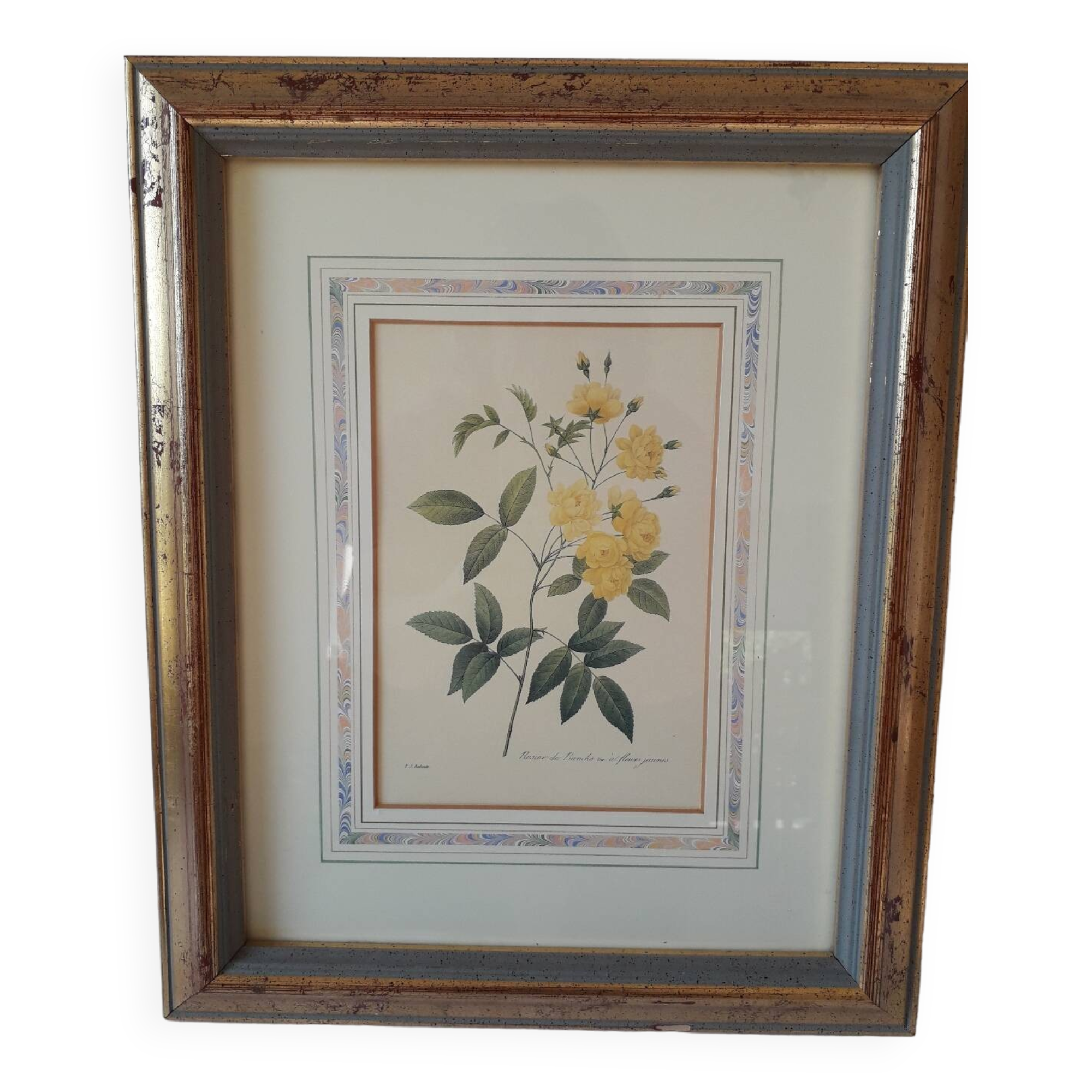 Yellow roses frame pierre jose redoute