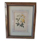 Yellow roses frame pierre jose redoute