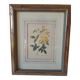 Yellow roses frame pierre jose redoute