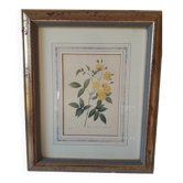 Yellow roses frame pierre jose redoute