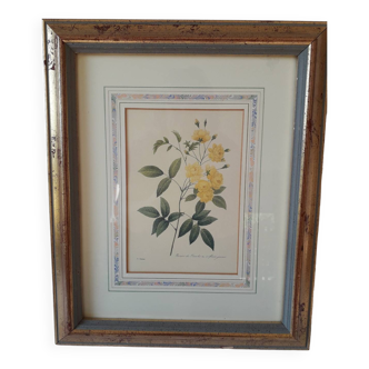 Yellow roses frame pierre jose redoute