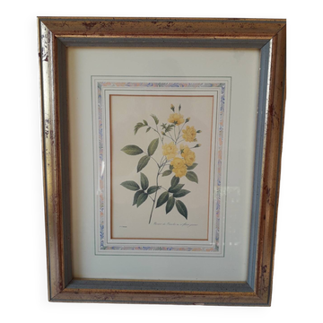 Yellow roses frame pierre jose redoute