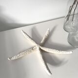 Étoile de mer